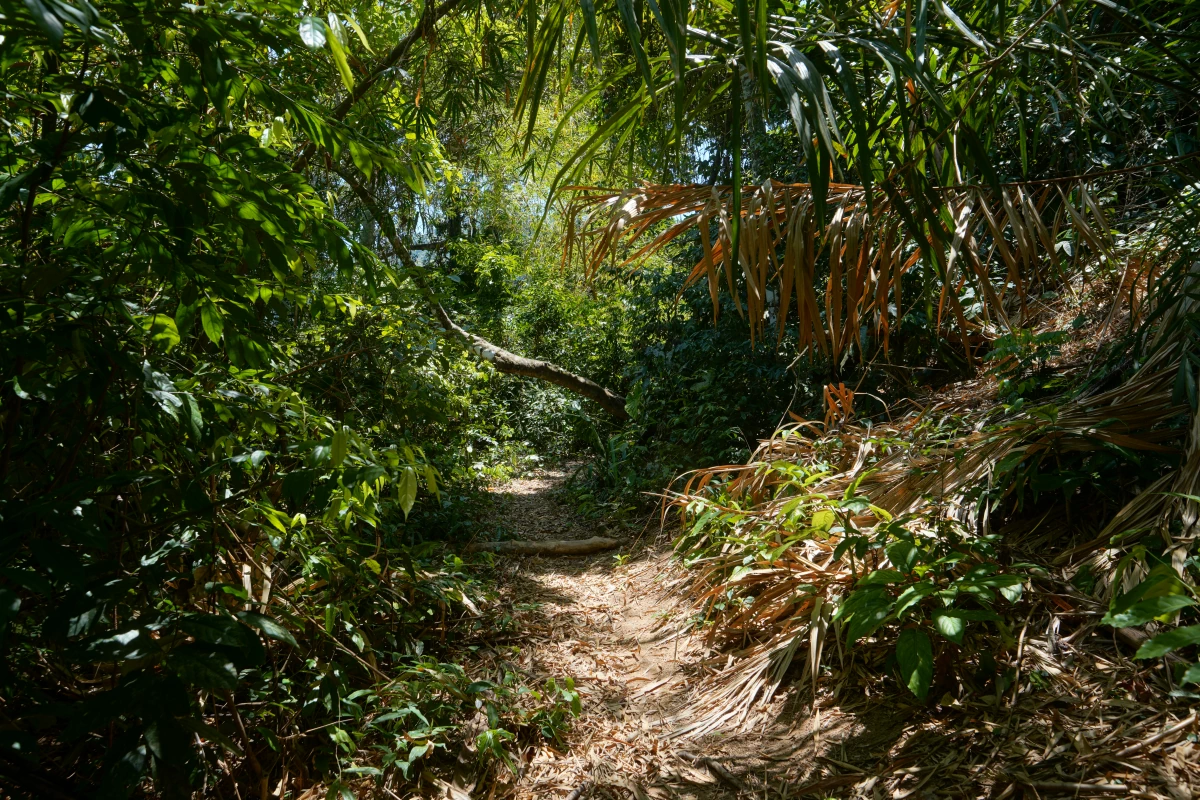 Lehrpfad auf Ko Surin Tai (Südliche Surin-Insel)