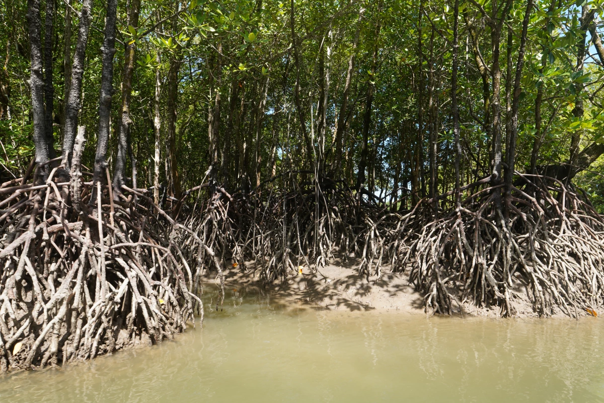 Mangrovenbäume in der Phang-Nga-Bucht