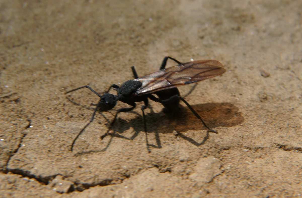 Ameisenkönigin in Mon am River Kwae