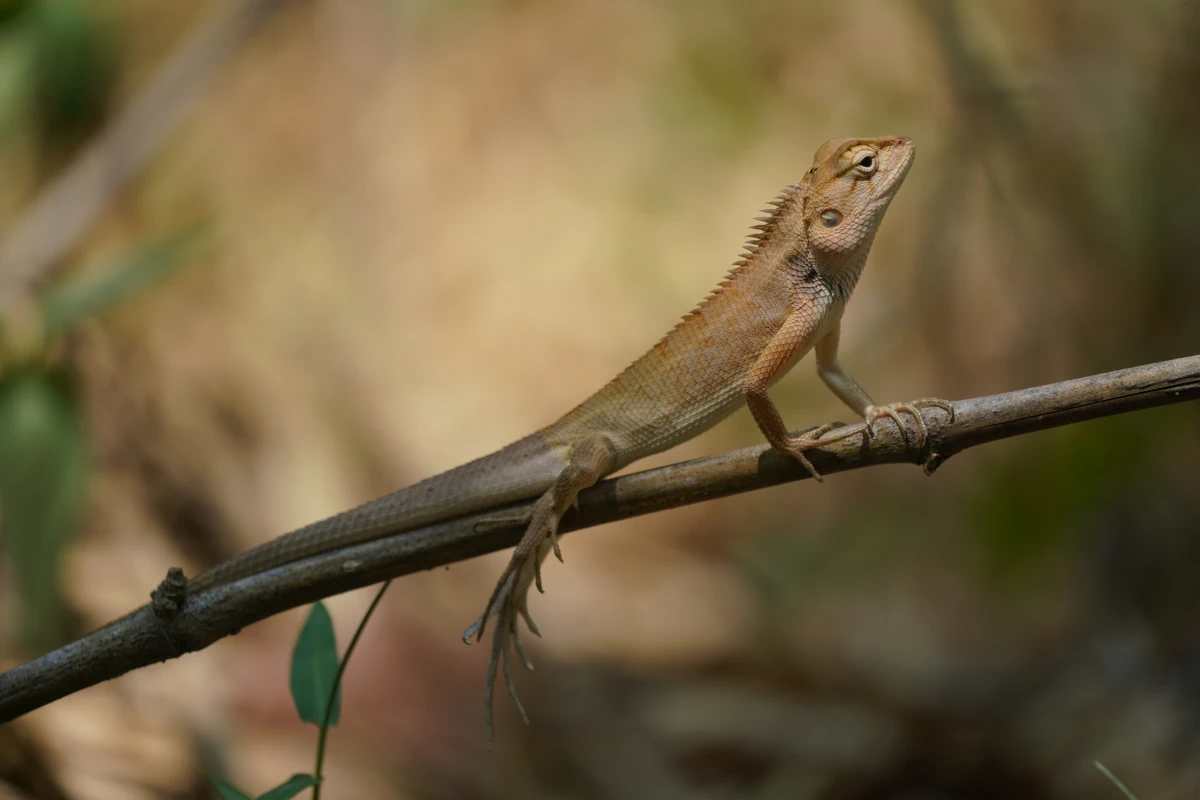 Vielfarbige Schönechse (Blutsaugeragame) bei Mon am River Kwae