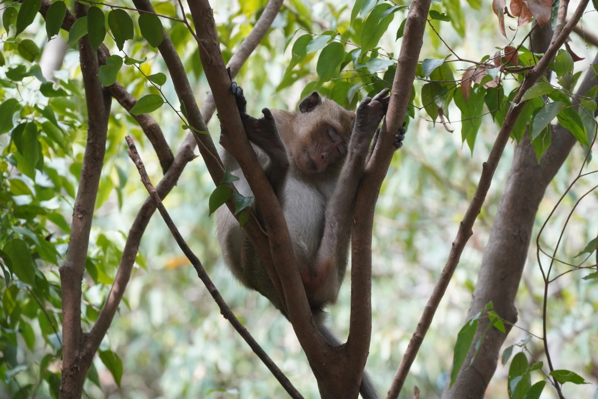 Javaneraffe schläft in einem Baum im Sam-Roi-Yod-Nationalpark