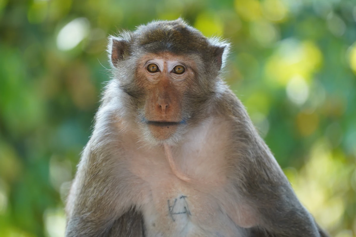 Portrait eines Javaneraffen