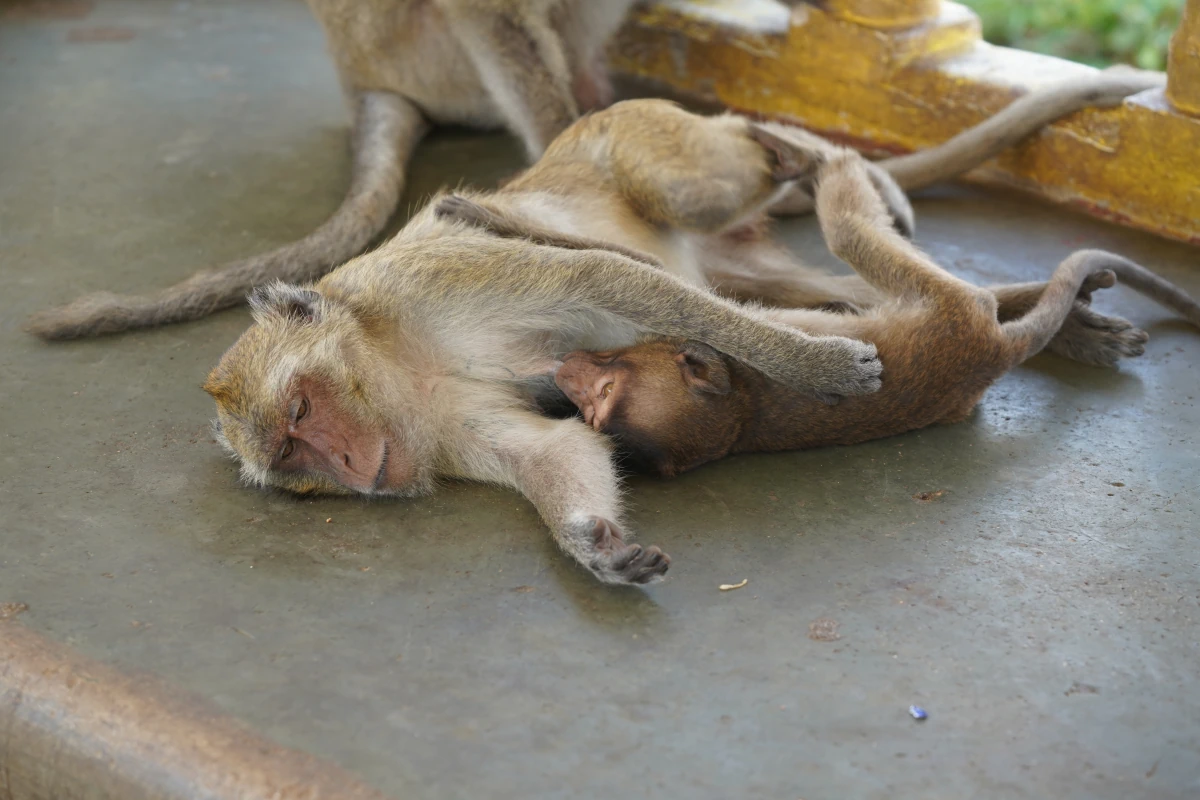 Javaneräffin säugt ein Jungtier
